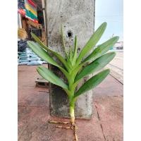 ราคา กล้วยไม้ช้างแดงชุมพรของแท้ (23832704722)