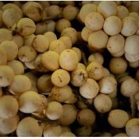 ราคา ลางสาด เก็บแก่จัด เนื้อขาวนวล หวาน เนื้อนุ่ม ละมุนลิ้น อร่อยมาก (24915774967)