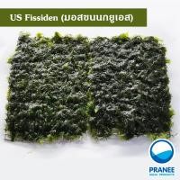 ราคา มอสยูเอส US Fissiden มอสขนนกยูเอส ต้นไม้น้ำ (1625308790)