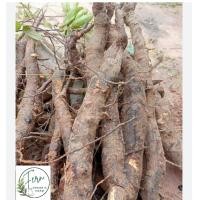 ราคา รากสมุนไพรโลดทะนงแดง นางแซงขุดสดน้ำหนัก100กรัม (24953775539)