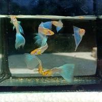 ราคา อาหารปลา บลูเทล อัลบิโน่บูลเทล ปลาหางนกยูงบลูเทล เกรดA (24811944746)