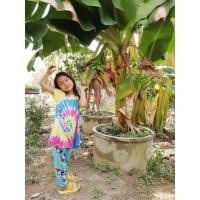 ราคา หน่อกล้วยหอมเขียวเตี้ย ต้นเตี้ย ๆ สามารถเก็บผลผลิตได้ง่าย เด็กก็เก็บได้ (15547657104)