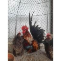 ราคา ไข่ไก่แจ้ลุ้นเชื้อสีเบญจรงค์ ชุด2ฟอง (21548771763)