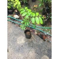 ราคา ต้นลางสาดเกาะสมุยแท้เสียบยอดแล้ว (10690052974)