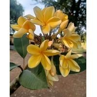 ราคา กิ่งชำลีลาวดีสีเหลืองขนาดต้น60ซม รากแน่นพร้อมปลูกขายพร้อมถุงดำ4 (21589662570)