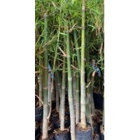 ราคา ต้นกล้าไผ่สร้างไพร ไผ่เลี้ยงลำ (9595791470)