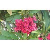 ราคา กิ่งพันธุ์ลีลาวดีสีแดงโกเมนขนาด50 60ซม ขายพร้อมถุงดำ4 รากแน่นพร้อมปลูก (24784769836)