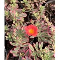 ราคา คุณนายตื่นสายใบด่าง ไม้ใบสวยหายาก เลี้ยงง่าย ชอบแดด ส่งทั้งกระถาง 3 นิ้ว รากเดินดีสินค้าต้นแข็งแรงพร้อมส่งค่ะ (18995573875)