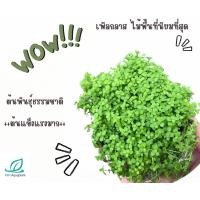 ราคา เพิลกลาส เลี้ยงชื้น ปลูกลงน้ำได้เลย พอทละ 120 พอทใหญ่มาก กระถางเลี้ยง ขนาด 3 5x3 5 นิ้ว ฟูล้นกระถาง ต้นไม้น้ำ ต้นไม้ปลูกในตู้ปลา (4204338417)