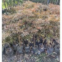 ราคา ต้นหูกระจงแดง ถุงเพาะ 6 นิ้ว (24236407870)