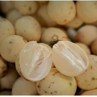 ราคา ลางสาด เก็บสดๆ ใหม่ๆ แก่จัด จากสวน เนื้อแน่น หวาน นุ่ม ละมุนลิ้น (24915615844)