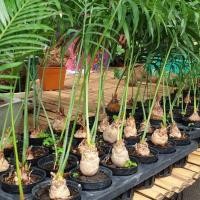 ราคา ต้น ปรงนา ปรงแก้ว ปรงป่า Cycas siamensis ขนาดจิ๋ว 10 15 เซนติเมตร ขนาดเล็ก หายาก ปรงเป็นไม้ประดับ โตช้า ทน และ ประโยชน์มากหลาย (8669020402)