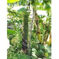 ราคา กล้วยร้อยหวี (21364418065)