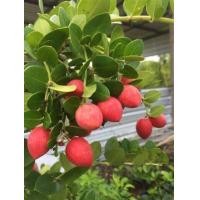 ราคา ต้นมะม่วงหาวมะนาวโหญี่ปุ่น กิ่งเสียบยอด รับประกันสายพันธุ์แท้ (21538224927)