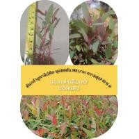 ราคา ต้นเบี้ยยูคาลิปตัสสายพันธ์ุทนแล้งโตเร็ว ชุด 100 ต้น ราคา 149 บาท พันธุ์ออสเตรเลียเค7 ขนาดความสูง 7 10 เซนติเมตร (24562203920)