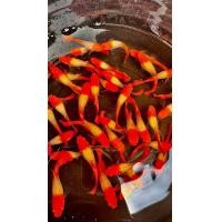 ราคา ปลาหางนกยูง สายพันธุ์ ยอดนิยมบ่อบัว ตู้ มีตัวเลือกในตัวสินค้า เลี้ยงง่ายโตไว พร้อม อาหารปลากินได้ทั้ง ปลาหางนกยูง ปลาสอด ปลาบอลลูน และ ปลาสวยงามทุกชนิด ฟรีทุกออเดอร์ (24952659900)