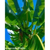 ราคา หน่อกล้วยงาช้าง กล้วยมงคล หน่อชำรากเยอะ ปลูกติดง่าย พร้อมส่ง (8989893118)