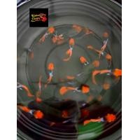 ราคา อาหารปลาหางนกยุงโค่ยทักสิโด้สั้นเกรดA คู่ผู้เมีย koi tuxedo shortbody guppy สายท้อปวิว ฟูโก dumbo red tail guppy อาหารปลา koiguppy ส่งไวใน24ชั่วโมง (24522630659)