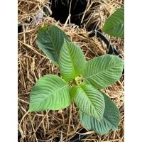 ราคา ต้นกระท่อมก้านแดง ต้นกระท่อม ก้านแดง (24678676091)