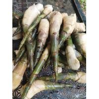 ราคา หน่อไม้หวานออแกนิคไม่มีสารไซยาไนด์ ไม่ทำให้ปวดขา (24577766640)