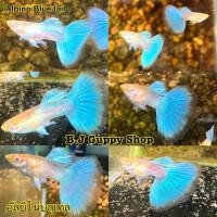 ราคา ปลาหางนกยูง สายพันธุ์ ยอดนิยมบ่อบัว ตู้ มีตัวเลือกในตัวสินค้า เลี้ยงง่ายโตไว พร้อม อาหารปลากินได้ทั้ง ปลาหางนกยูง ปลาสอด ปลาบอลลูน และ ปลาสวยงามทุกชนิด ฟรีทุกออเดอร์ (24952659902)