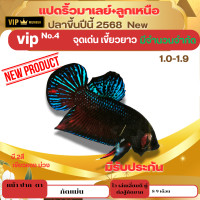 ราคา ปลากัดหม้อ ปลากัดแปดริ้วมาเลย์ ลูกเหนือ VIP No 4 มีรับประกัน ชุดนี้ไม่กลัวปลาเขี้ยวยาว (24734363217)