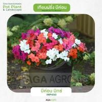 ราคา AGA AGRO I เทียนฝรั่ง บีค่อน พันธุ์ยอดนิยม ปลูกง่าย ออกดอกพร้อมกัน 100เมล็ด Impatiens Beacon (18916859276)