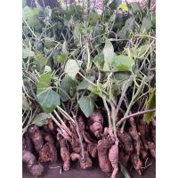 ราคา ผักสาบหรือผักอีนูน เหง้าผักสาบ ต้นผักสาบ ราคาพิเศษ 10 เหง้า พร้อมส่ง (8688638401)