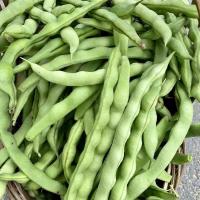 ราคา ถั่วแขกพร้อมส่ง ถั่วแขกเขียว ถั่วแขก 500กรัม 1000กรัม ถั่วsijidou 四季豆 ถั่วคนจีน ถั่วแขกเขียว อาหารคนจีน อาหารจีน ถั่วแขกยาว (19856181120)