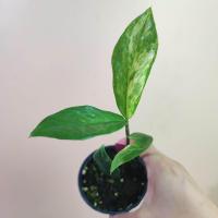 ราคา กวักมรกตด่าง ชำออกราก มีหัวทุกต้น ทุกกระถาง Variegated Zamioculcas zamiifolia ต้นกวักด่าง ZZ Plant กวักด่าง กวักเขียวด่าง (21781104249)