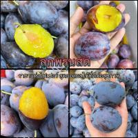 ราคา ลูกพรุนสด 1kg ราชาแห่งไฟเบอร์ สุดยอดผลไม้ที่ดีต่อสุขภาพ (20588790879)