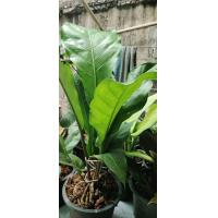 ราคา โชคเก้าชั้น ส่งพร้อมกระถาง ต้นใหญ่สวยงาม (12845589065)