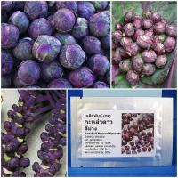 ราคา เมล็ดพันธุ์ กะหล่ำดาว สีม่วง Red Bull Brussel Sprouts Seed 20 เมล็ด คุณภาพดี ราคาถูก ของแท้ (7859796819)