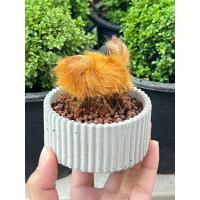 ราคา เฟิร์นลูกไก่ ว่านลูกไก่ทอง สุดฮิตตต เฟิร์นไก่ทอง ไม้มงคล ไม้ให้โชค Cibotium barometz J Smith ต้นไม้ตกแต่งบ้าน ไม้ในร่ม (20699287509)