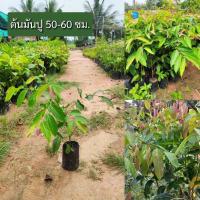 ราคา ต้นใบมันปู 50 60 ซม ต้นสวยๆ รสชาติหวานมัน ทานแกล้มอาหาร (23705282973)