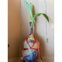 ราคา กล้วยงาช้าง หน่อกล้วยงาช้าง หน่อชำ รากเยอะ ปลูกติดง่าย ราคาถูก พร้อมส่ง (12502579602)