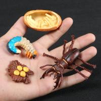 ราคา NEXISS เกี่ยวกับการศึกษา สำหรับเด็ก วัฏจักรการเจริญเติบโตของผีเสื้อ โมเดลพลาสติก สื่อการสอน สัตว์แมลง แอ็คชั่นฟิกเกอร์ สัตว์จำลอง ตุ๊กตาวงจรชีวิต แบบจำลองวัฏจักรการเติบโต (24852190850)