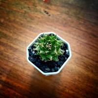 ราคา แคคตัส กลีบกระทง Obregonia denegrii (20016486047)