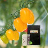 ราคา เมล็ดพันธุ์มะเขือเทศฟลาวิโอ้ Flavio tomato มะเขือเทศฟาวิโอ มะเขือเทศสีเหลือง มะเขือเทศเหลือง ของแท้ (18995509759)