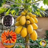 ราคา ของแท้ 100 หอมหวาน อร่อย บรรจุ 10 เมล็ด เมล็ดพันธุ์ มะละกอ เรดเลดี้ Red Lady Papaya Seed Dwarf Papaya Tree Fruit Seeds เมล็ดพันธุ์ผลไม้ ต้นไม้ผลกินได้ เมล็ดผลไม้ พันธุ์ไม้ผล บอนไซ ต้นไม้กินผล ต้นไม้มง