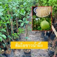 ราคา ต้นส้มโอ พันธุ์ส้มโอขาวน้ำผึ้ง สายน้ำผึ้ง ทาบกิ่ง พร้อมส่ง ขายราคาถูก ยินดีรับประกันสินค้าหากเกิดความเสียหายทุกกรณี (2473756409)