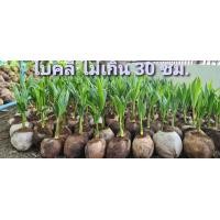 ราคา พันธุ์มะพร้าวน้ำหอม มะพร้าวน้ำหอม มะพร้าว ต้นเตี้ยแท้บ้านแพ้ว ขั้นต่ำ2ต้น ลูกดกก้นจีบ คัดไซส์ ไม่ปน หอมหวาน รากหอมใบเตย สวยตรงปก (15271143037)