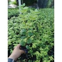 ราคา ต้นโมก โมกพวง ชุดละ20 ต้น ต้นโมกพวง กลิ่นหอม ถุง 2 นิ้ว ขนาด 10 20 ซม (22085688197)