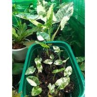 ราคา บอนกระดาดด่างขาว ต้นยักใหญ่ ไม้ด่าง ไม้ประดับยอดฮิต ลายวากิล ลายพราง ไม่ไทยแท้ รากแน่นๆ เหมาะตั้งแม่ ด่างจัดลงก้าน สวยมากๆๆๆค่ะ (18458530023)