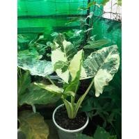 ราคา บอนกระดาดด่างขาว ต้นยักใหญ่ ไม้ด่าง ไม้ประดับยอดฮิต ลายวากิล ลายพราง ไม่ไทยแท้ รากแน่นๆ เหมาะตั้งแม่ ด่างจัดลงก้าน สวยมากๆๆๆค่ะ (18458533790)