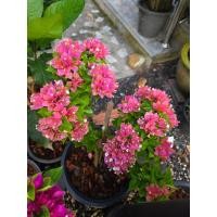 ราคา ต้นเฟื้องฟ้าสาวิตรี กระถาง10 มีหลายสีให้เลือก (24299899605)