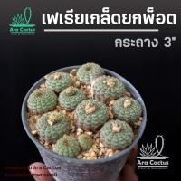 ราคา เหมายกกระถาง เฟเรียเกล็ด Frailea cataphracta หลายต้นในกระถาง แคคตัส แคนตัส กระบองเพชร ตะบองเพชร ต้นไม้ประดับ อวบน้ำ แคคตัสแฟเรีย แฟเรีย สวย สวยๆ แคคตัสสวยๆ cactus (23715138032)