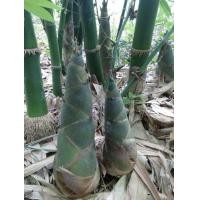 ราคา ต้นพันธุ์ไผ่กิมซุง หรือไผ่ตงลืมแล้ง จำนวน 1 ต้น ปลูกง่าย ทนแล้ง ปลูกครั้งเดียว เก็บผลผลิตได้ยาวนาน หน่อดก หน่อใหญ่ ออกหน่อทั้งปี (1757898828)