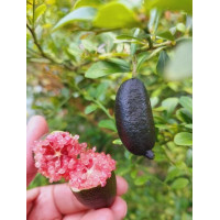 ราคา มะนาวคาเวียร์ มะนาวไข่ปลาคาเวียร์ 7 ผล ปลอดสาร เก็บสด สีชมพู (24829484357)