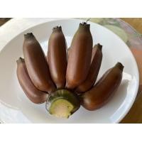 ราคา หน่อกล้วยม่วง กล้วยนาก หน่อละ 129 บาท Red banana กล้วยนาค กล้วยแดง สายพันธุ์ใหม่ โบราณ หายาก มีรสชาติคล้ายกล้วยหอม แต่มีกลิ่นที่หอมกว่า กล้วยนาก เป็นกล้วยสายพันธุ์โบราณหายาก กล้วยกุ้ง กล้วยกุ้งแดง หรื